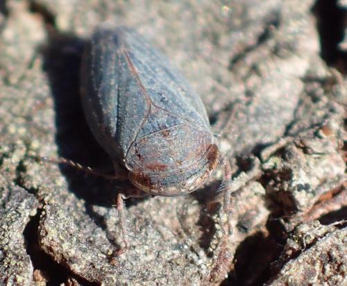Réf. 271 151 : Goniagnathus brevis